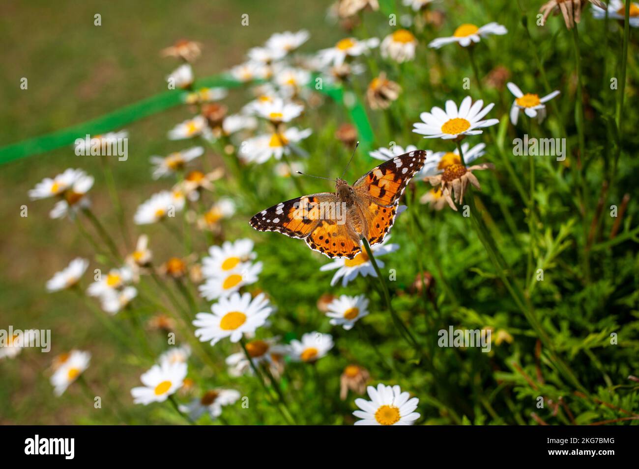 Eine Nahaufnahme eines Schmetterlings auf einer weißen Gänseblümchenblume, umgeben von blühenden Gänseblümchen, die die Schönheit der Natur und den Frühling einfangen Stockfoto