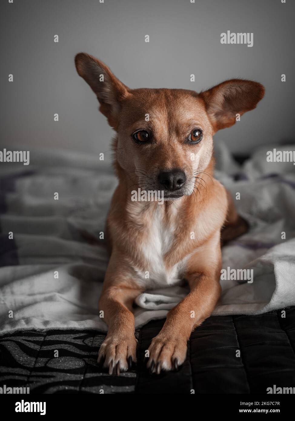 Porträt eines süßen Mischhundes, der in einer entspannten Haltung auf dem menschlichen Bett sitzt und ein Ohr nach oben zeigt, mit weichem Sonnenlicht, das aus dem Fenster kommt. Haustiere zu Hause Stockfoto