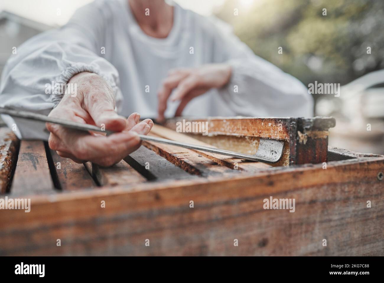 Imkerei, Box und Imker arbeiten an der Honigproduktion für eine nachhaltige Landwirtschaft in der Natur. Rahmen, Nachhaltigkeit und Hand einer Person im Stockfoto