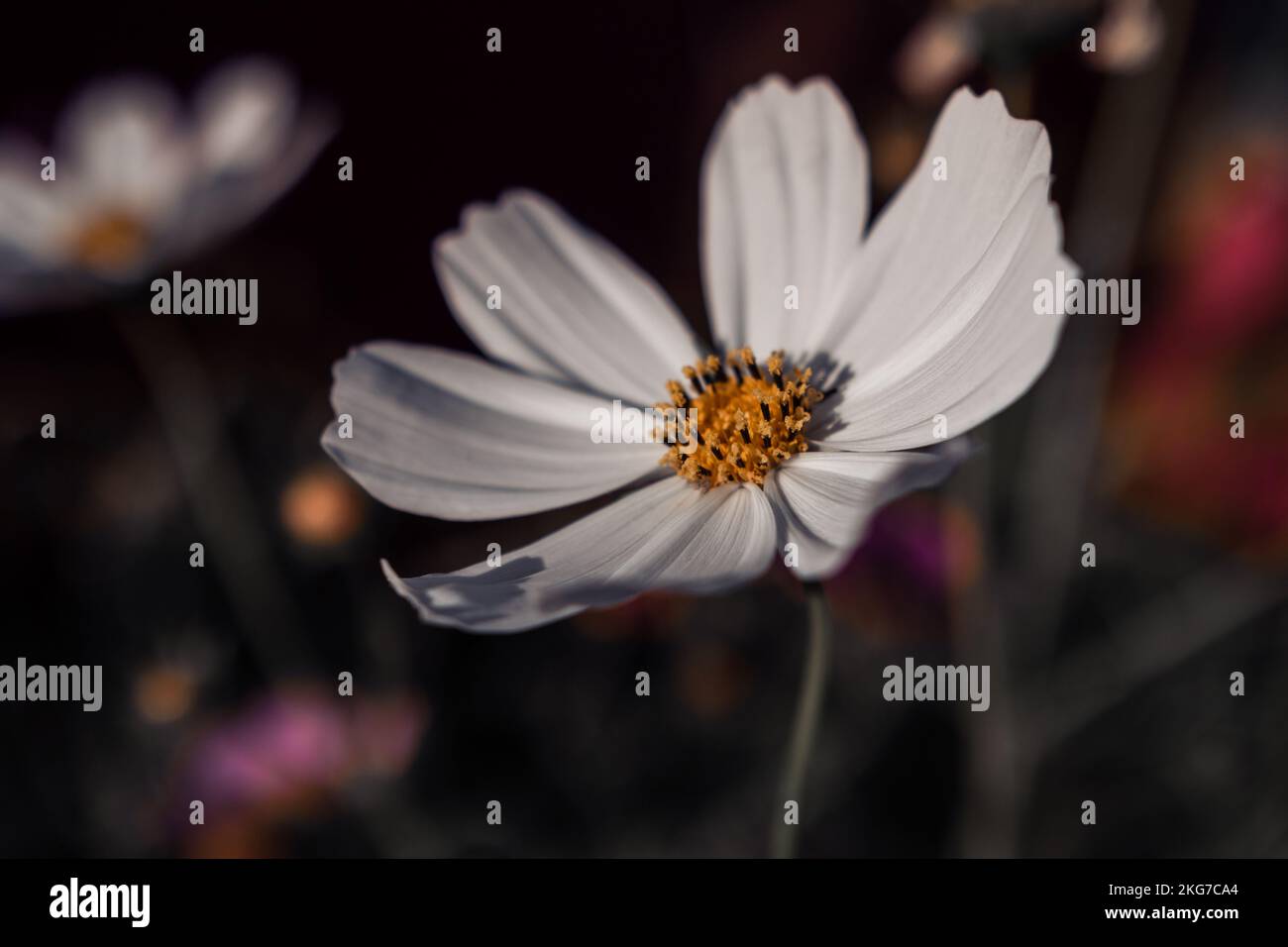 Nahaufnahme von Sonata White oder Cosmos Bipinnatus in voller Blüte vor einem dunklen, verschwommenen Hintergrund. Blütenmakrofotografie in Stimmungstönen Stockfoto