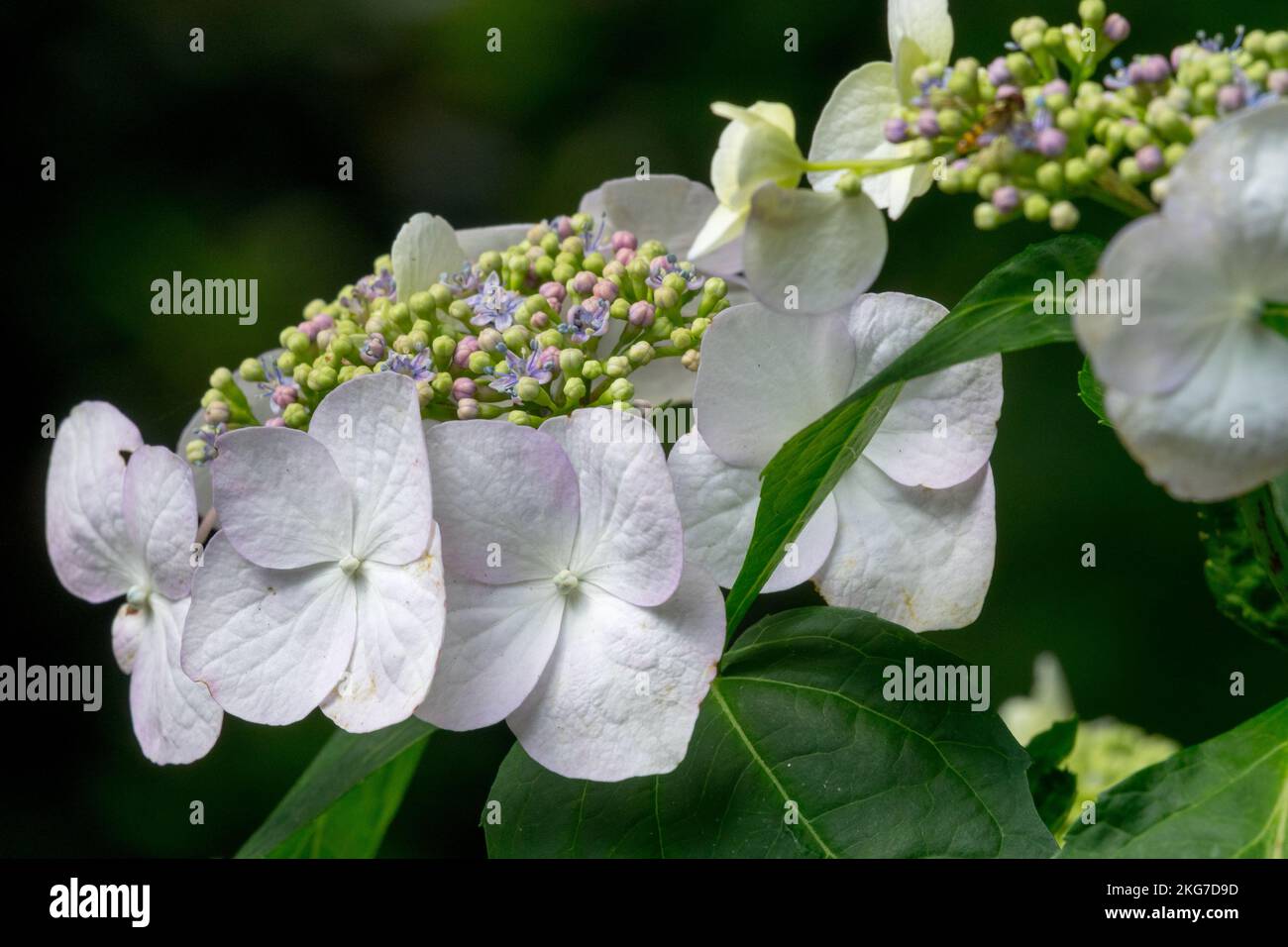 Lacecap Hydrangea Hydrangea macrophylla „Veitchii“ Bloom Stockfoto