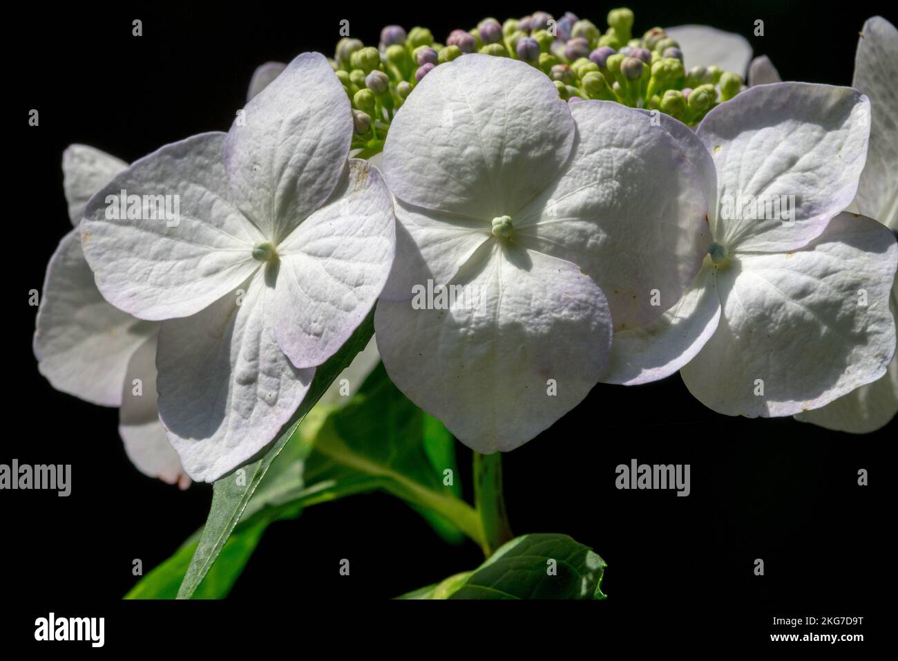 Lacecap Hydrangea Hydrangea macrophylla „Veitchii“ wunderschöne weiße Blume Stockfoto