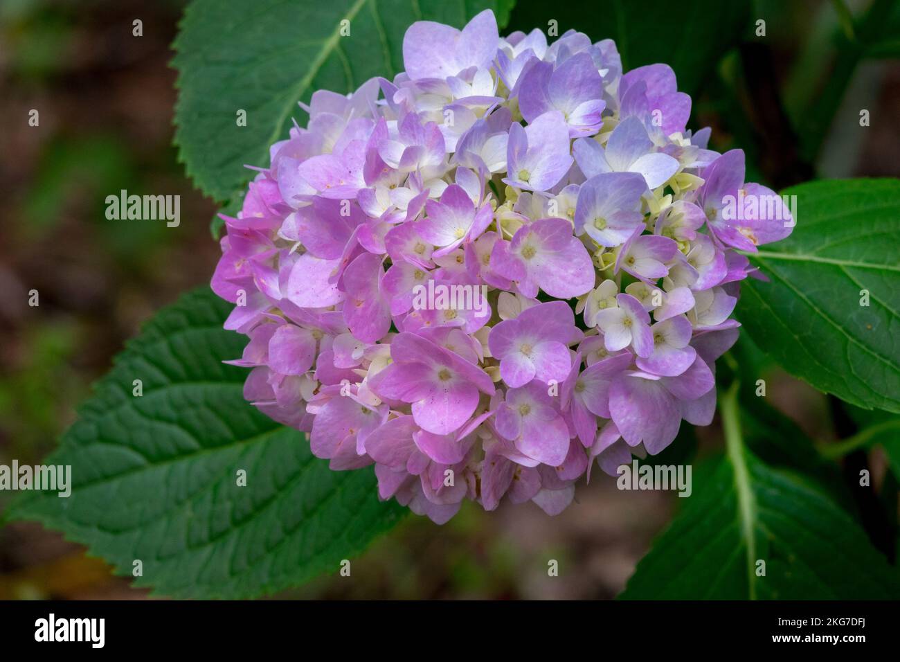 Bigleaf Hydrangea, Lacecap hydrangea, MOPHEAD hydrangea, Hydrangea macrophylla 'Bailmer', französische Hydrangea Stockfoto