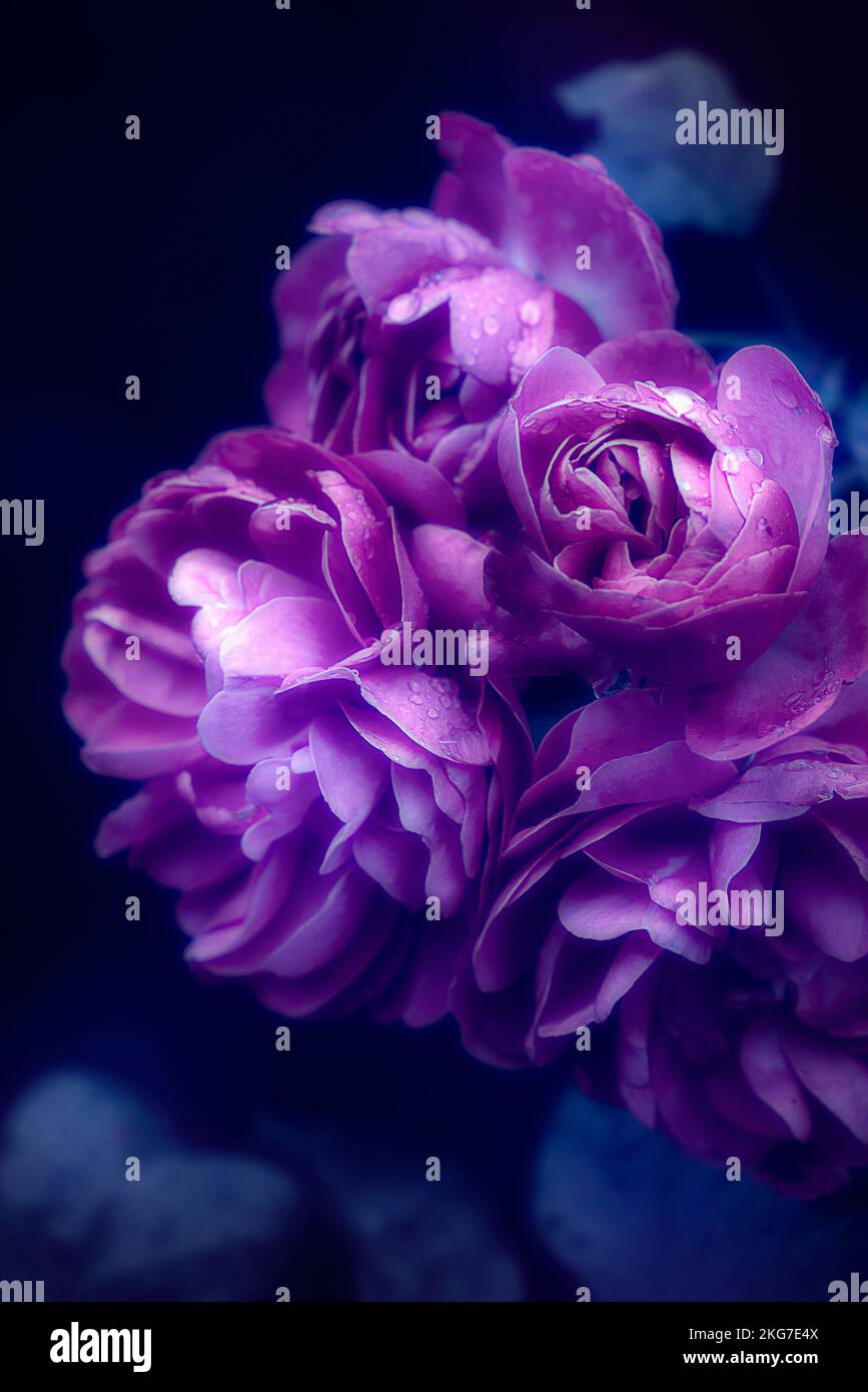 Eine vertikale Aufnahme der nassen purpurnen Rosen Stockfoto