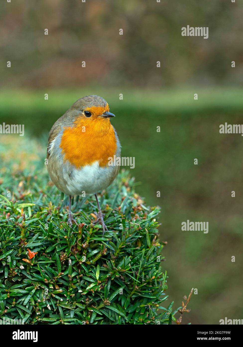 Robin Erithacus rubecula im Winter Stockfoto
