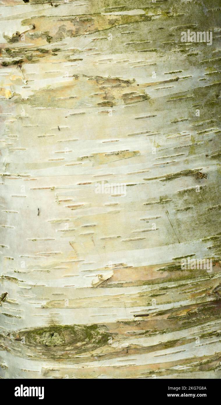 Die unverwechselbare, blasse und oft schälende Rinde ist die Silver Birch, ein gemeiner Baum aus gemäßigten Wäldern in der nördlichen Hemisphäre. Sie wachsen schnell Stockfoto