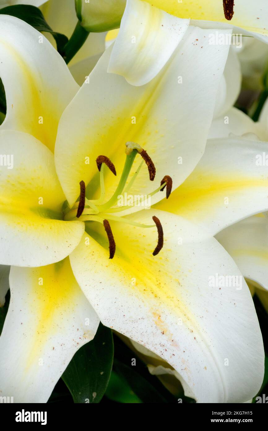 Zweifarbig, Lily, Hybrid, Lilien, Lilium, Blume, weißes Gelb, Blüte Stockfoto