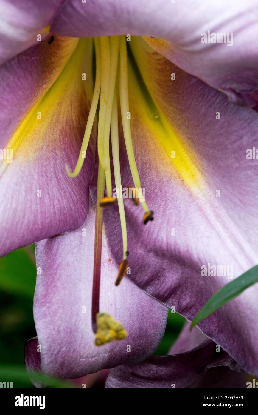 Trompetenlilie, Hybrid, Lilium Pink Perfection, Blume, Nahaufnahme, Pistillen Stockfoto