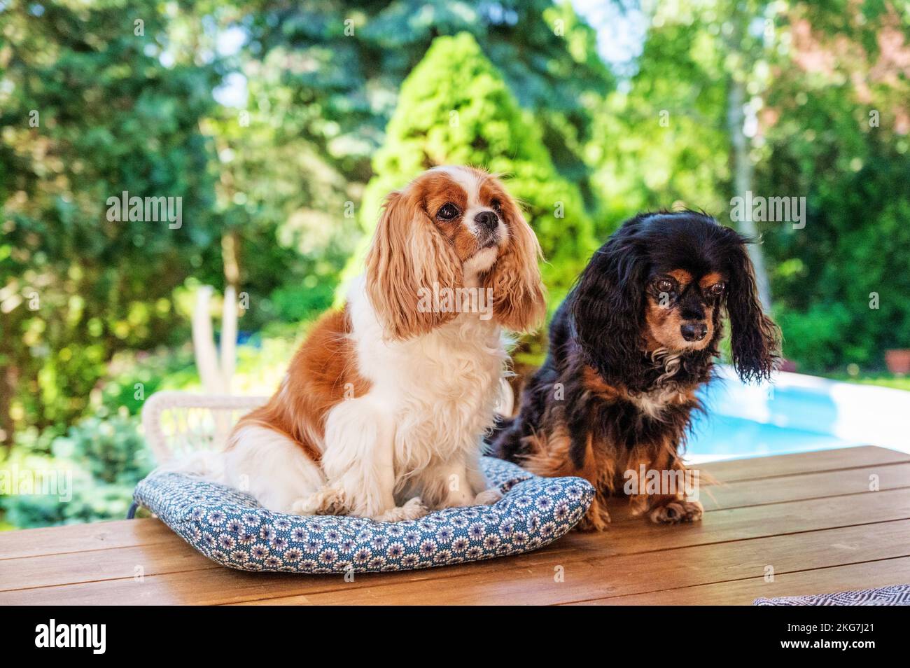 Ein Bild von Kavalier-König charles Spaniel, der draußen sitzt. Stockfoto