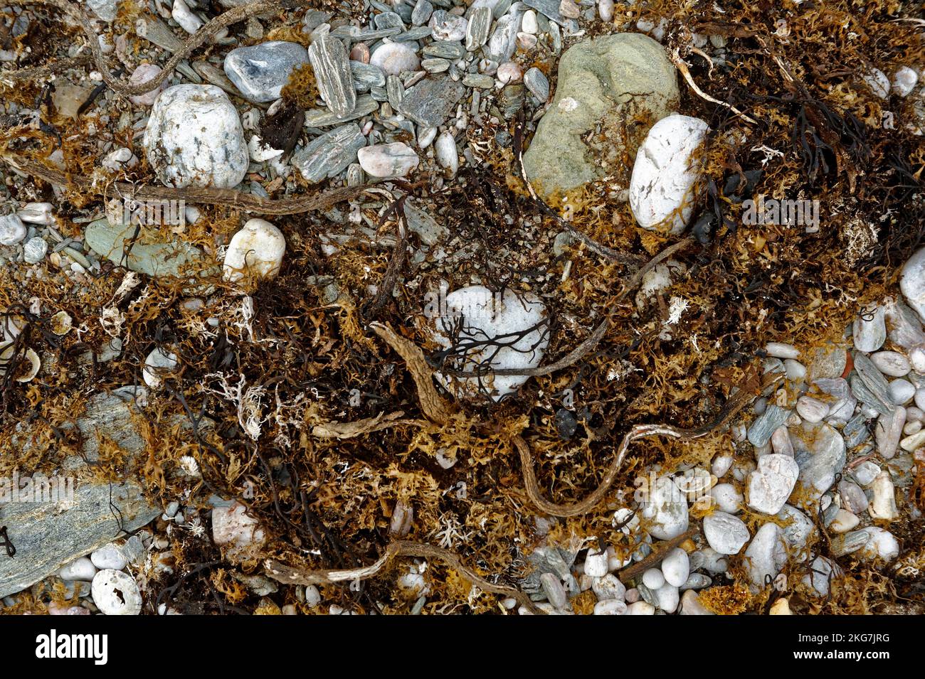 Ausgespülte Algen und Kieselsteine auf einem Devon Beach England Stockfoto