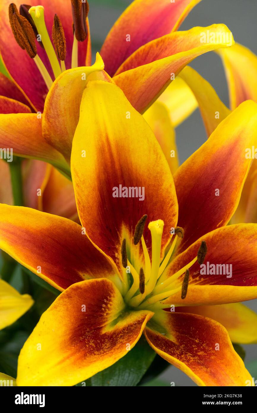 Lilium Kaveri, Blume, Porträt Stockfoto