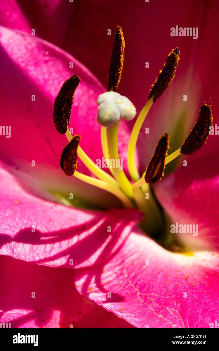 Stigma und Pistillen im Kelch des rosa Blumenporträts Lilium „Corvette“ Stockfoto