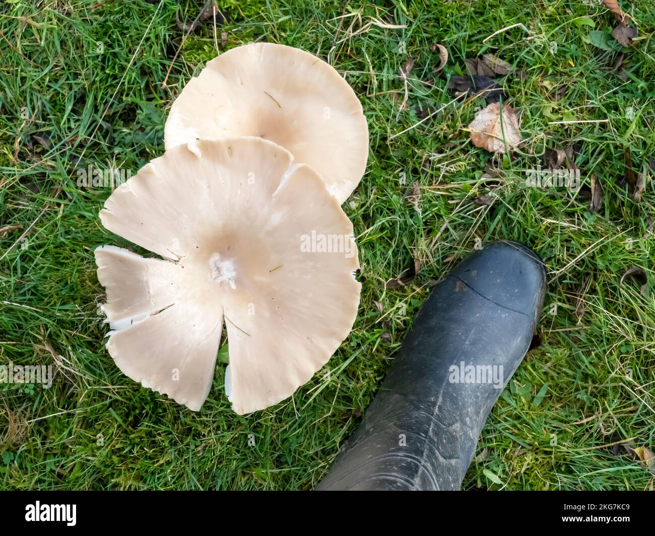 Ein großer Funghi auf einem Feld in Clitheroe, Lancashire, Großbritannien. Stockfoto