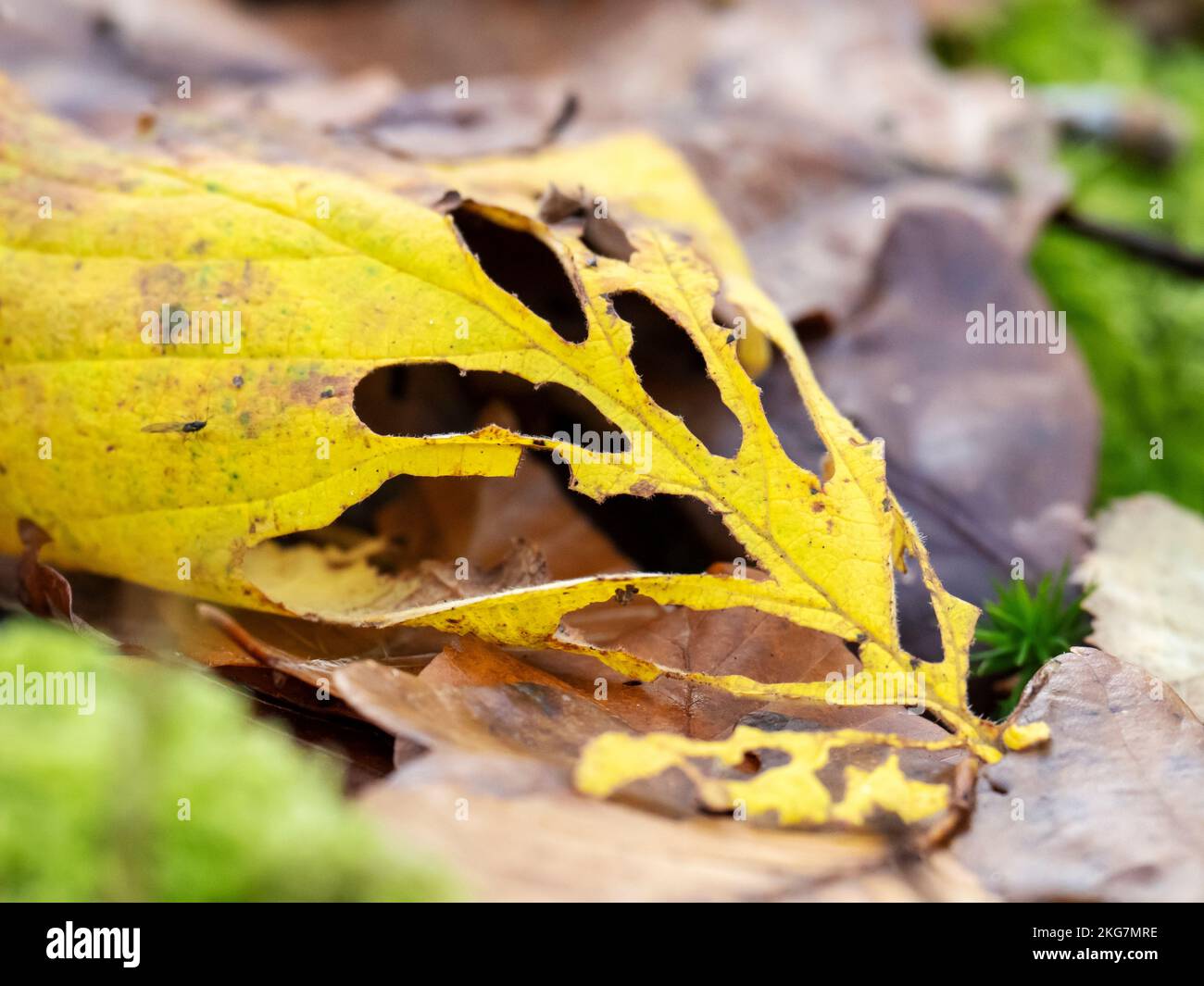Löcher in einem Herbstblatt in Ambleside, Lake District, Großbritannien. Stockfoto