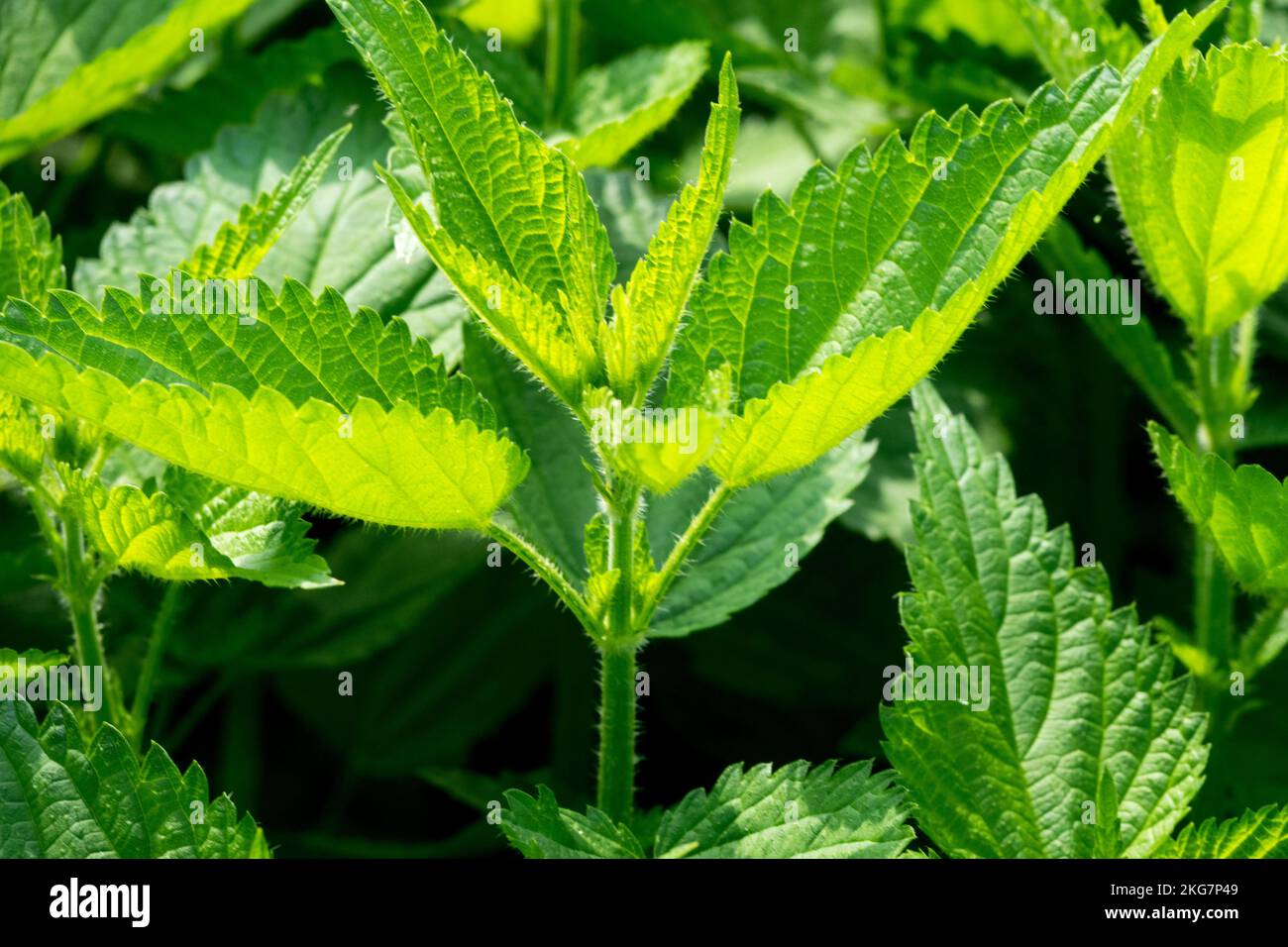 Brennnessel Blätter von sonnendurchfluteter Urtica dioica stinger Stockfoto