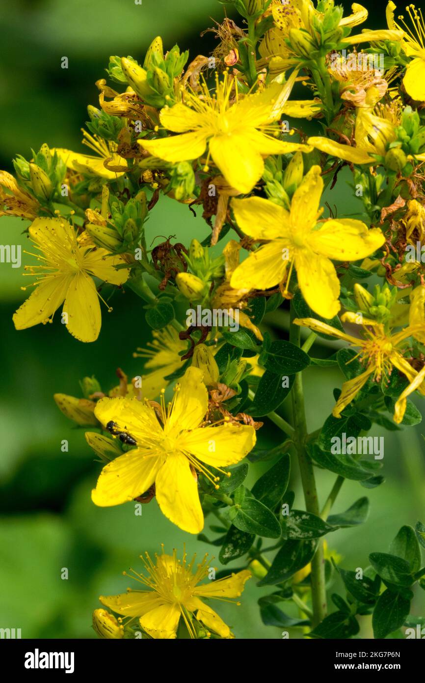 St. Johanniskraut, Hypericum perforatum, Nahaufnahme, Blume, Blütenblume Stockfoto