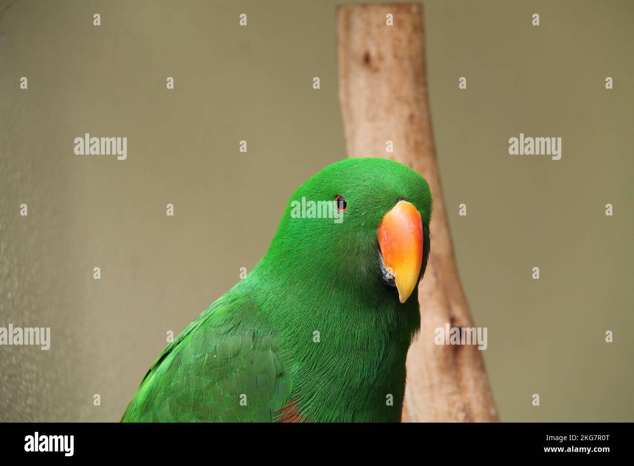 Ein brillanter grüner australischer männlicher Eclectus-Papagei. Stockfoto
