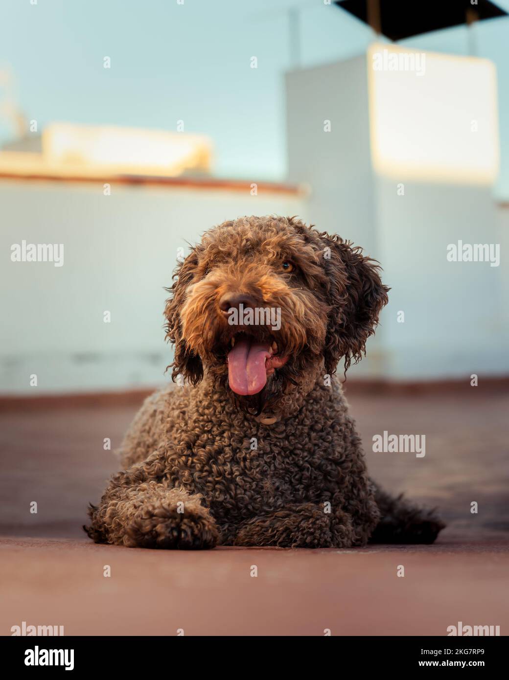 Fröhlicher, reinrassiger spanischer Wasserhund lag auf dem Dachboden Stockfoto
