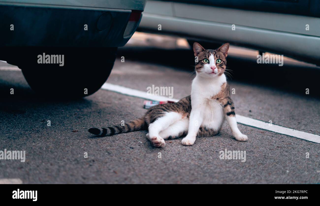 Süße streunende Katze, die auf einem Parkplatz neben einem Autorad lag Stockfoto