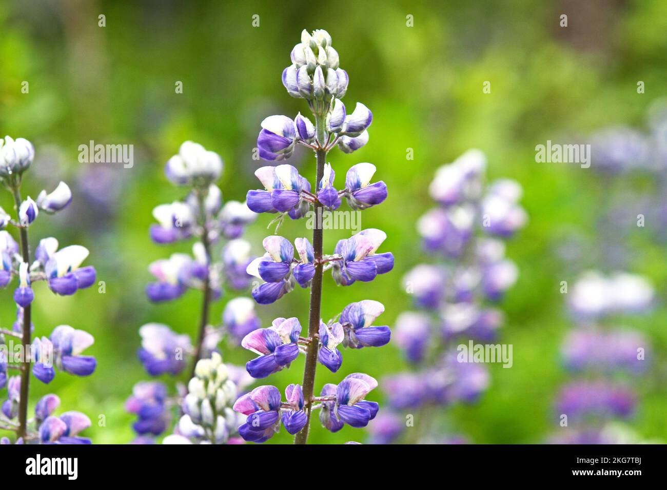 Eine selektive Fokusaufnahme von violetten Nootka Lupine-Blüten auf der grünen Wiese Stockfoto