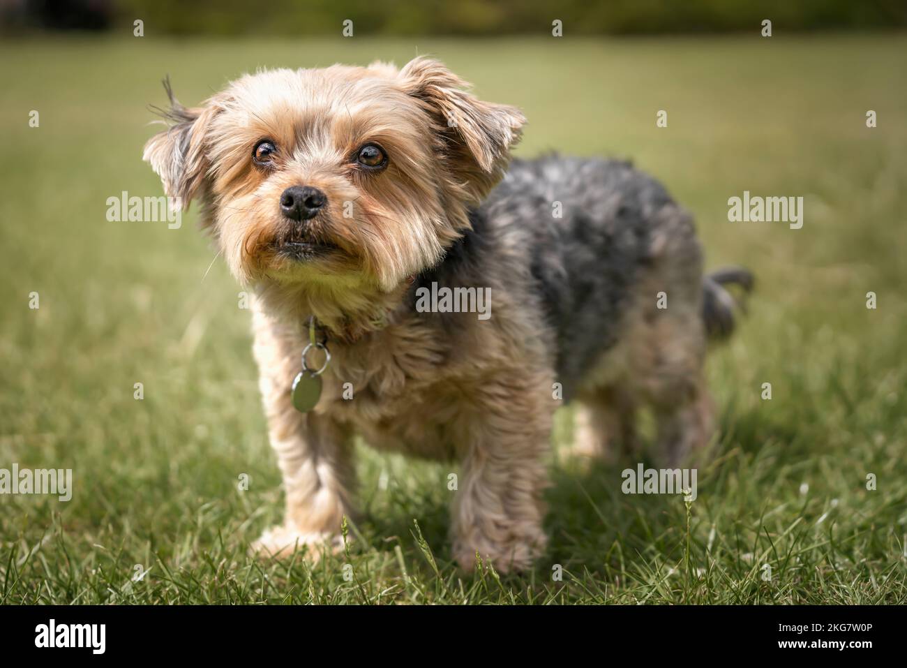 Yorkshire Terrier stand in einem Feld und schaute auf die Kamera Stockfoto