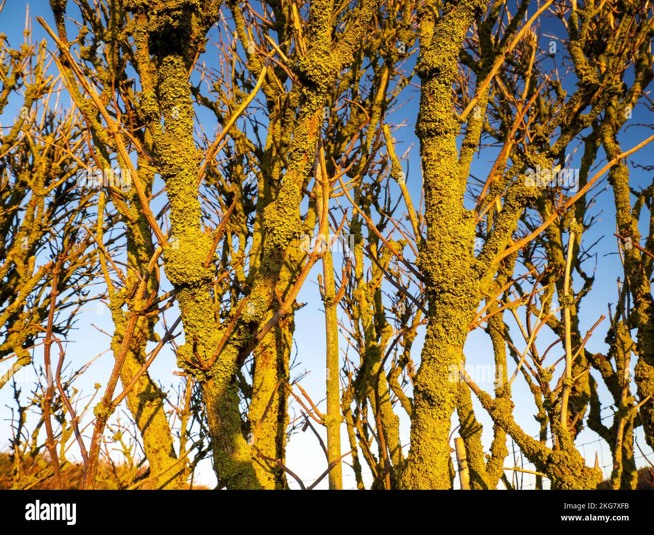 Ein mit Flechten bedeckter Baum auf Walney Island, Barrow in Fuirness, Cumbria, Großbritannien. Stockfoto