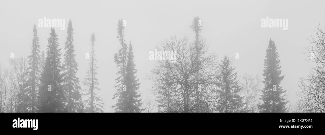 Silhouette von Tannenspitzen im Nebel im Wald. Schwarz und Weiß Stockfoto