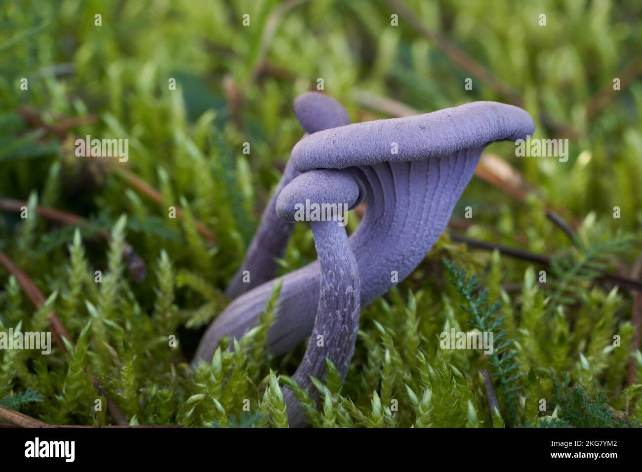 Essbare Pilze Laccaria amethystina unter Kiefern. Bekannt als amethystischer Betrüger. Wilde lila Pilze wachsen im Moos. Stockfoto