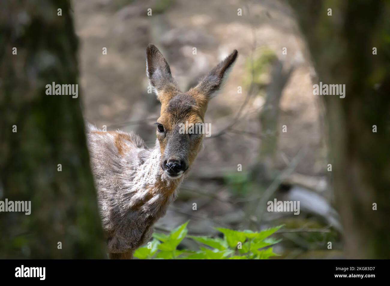 Nahaufnahme eines schönen Wiesens in der Natur Stockfoto