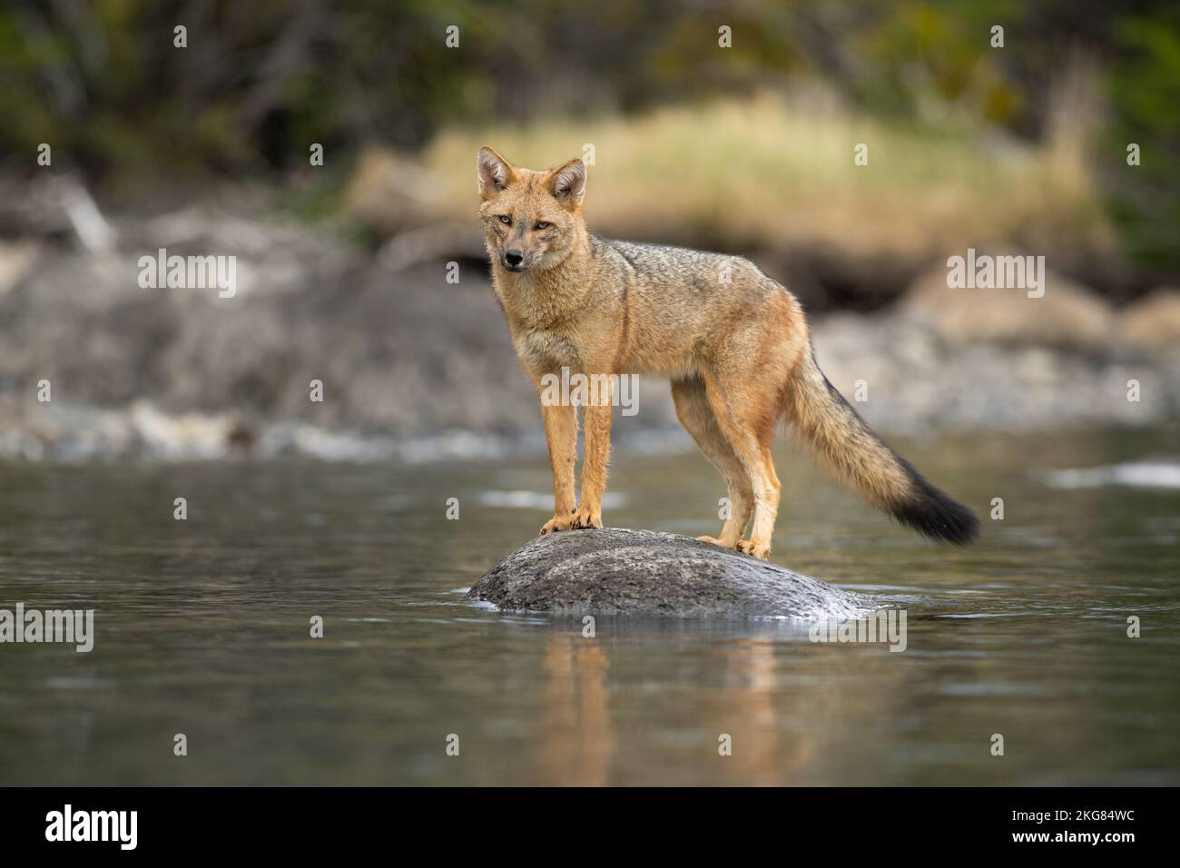 Ein Culpeo Fox (Lycalopex culpaeus) in Torres del Paine, Chile Stockfoto