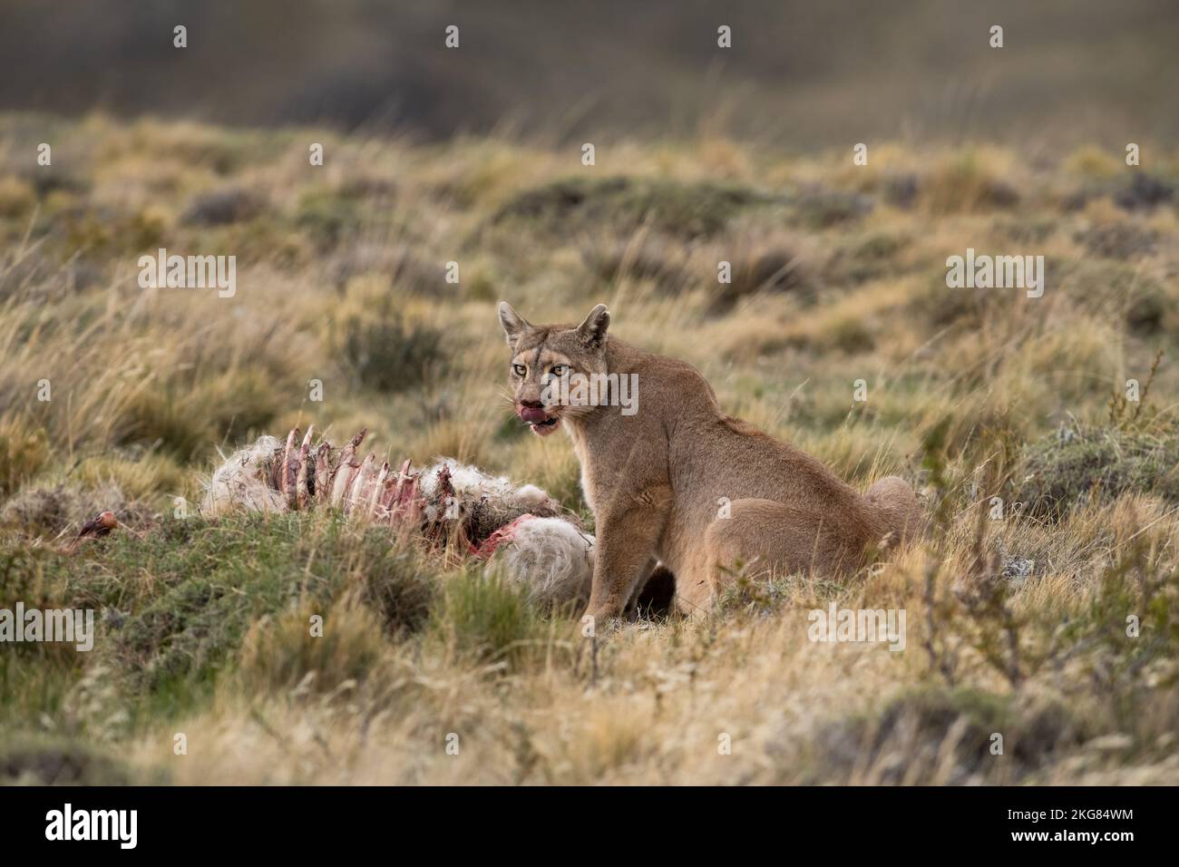 Ein Puma, der in der Nähe von Torres del Paine, Chile, einen Guanaco-Kadaver isst Stockfoto