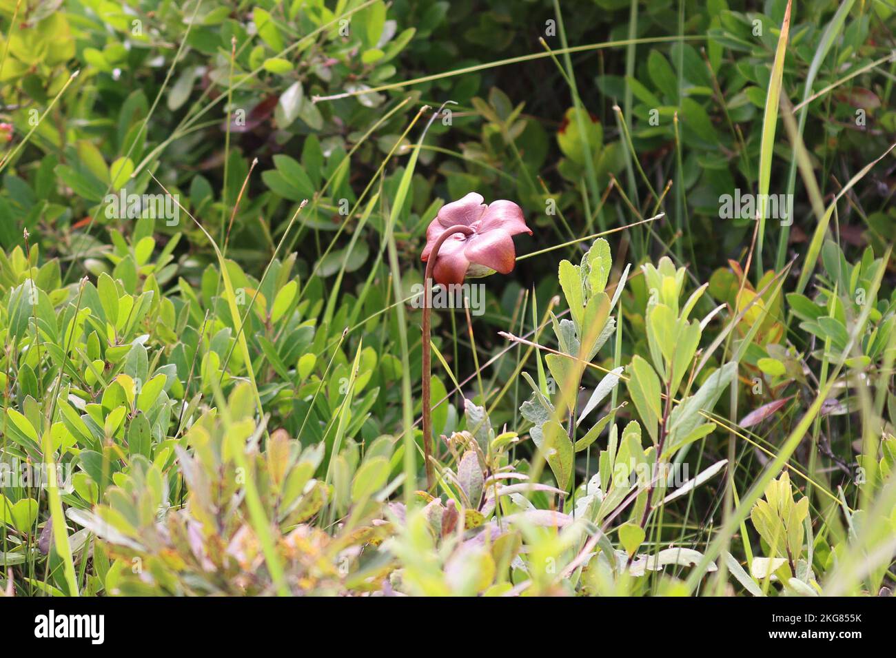 Nördliche lilafarbene Pitcher-Pflanze im Kejimkujik-Nationalpark, Kanada Stockfoto