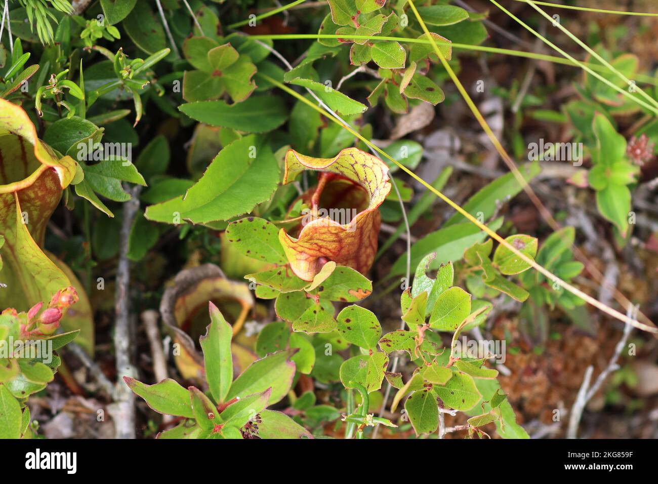Pitcher im Kejimkujik-Nationalpark, Kanada Stockfoto