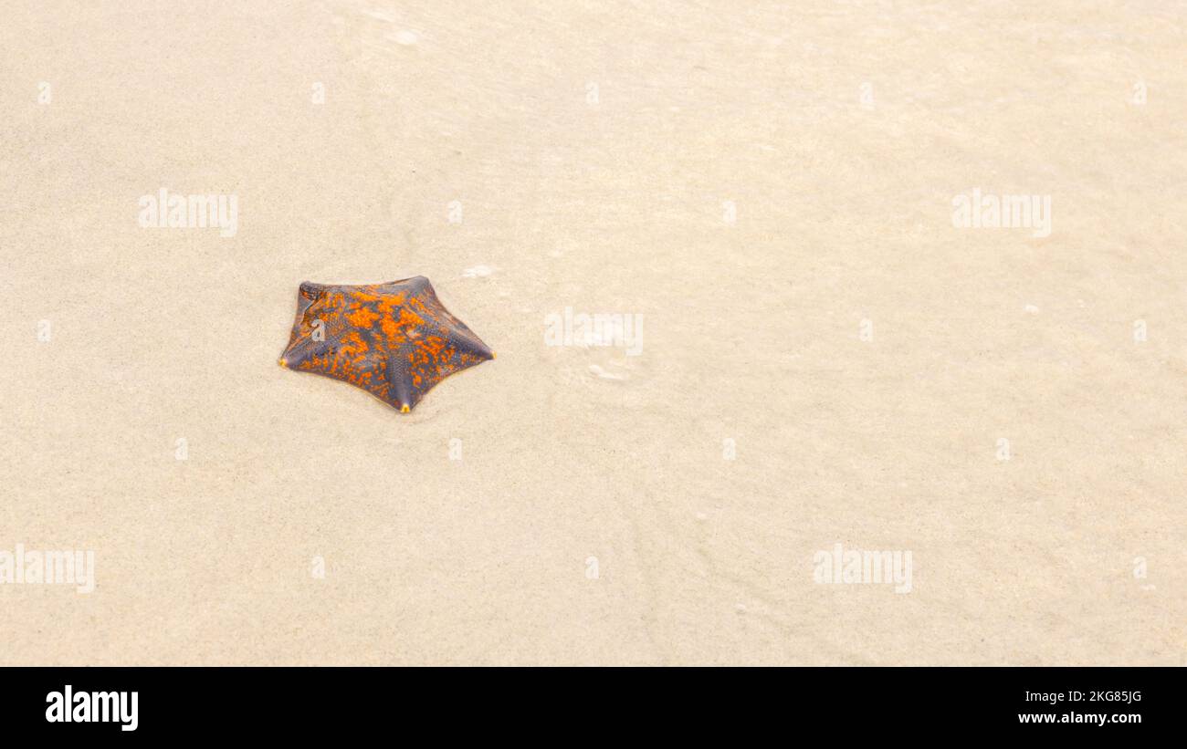 Orange Seesterne auf dem Sand in der Nähe des Meeres, die Welle ist verschwommen Stockfoto