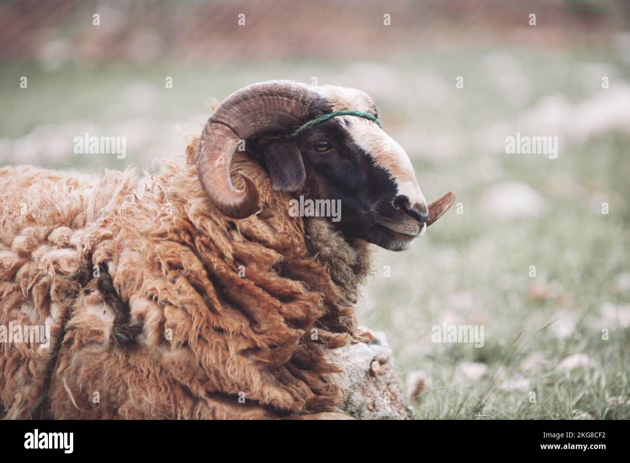 Ein erwachsener Bock mit gewellten Hörnern verdirbt auf der Weide Stockfoto