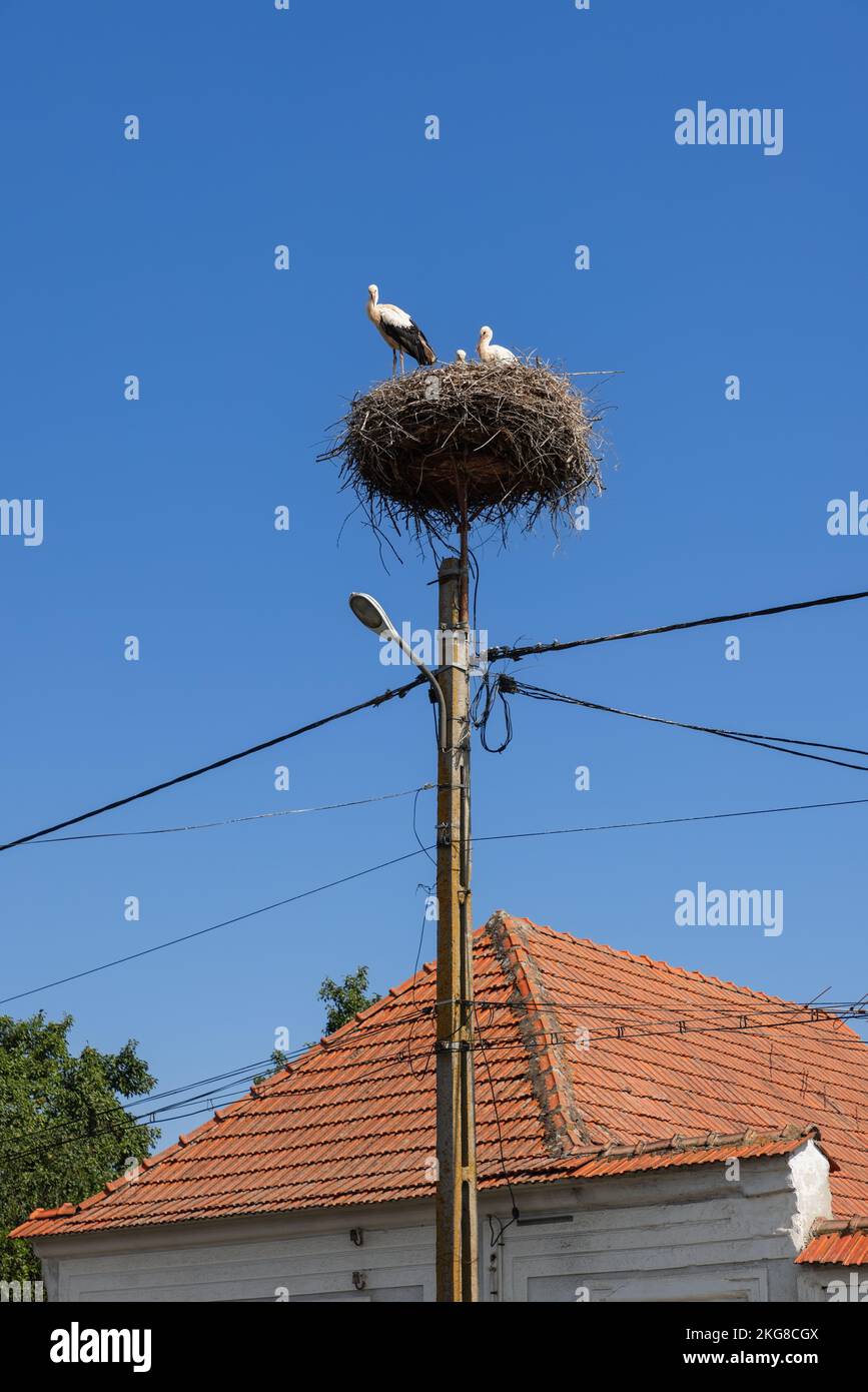 Die Familie der Störche (Ciconia ciconia), eingebettet in ihr eigenes Nest auf einem Elektromast neben einem Ziegeldach: Ein junges Küken, eine ängstliche Mutter und Stockfoto