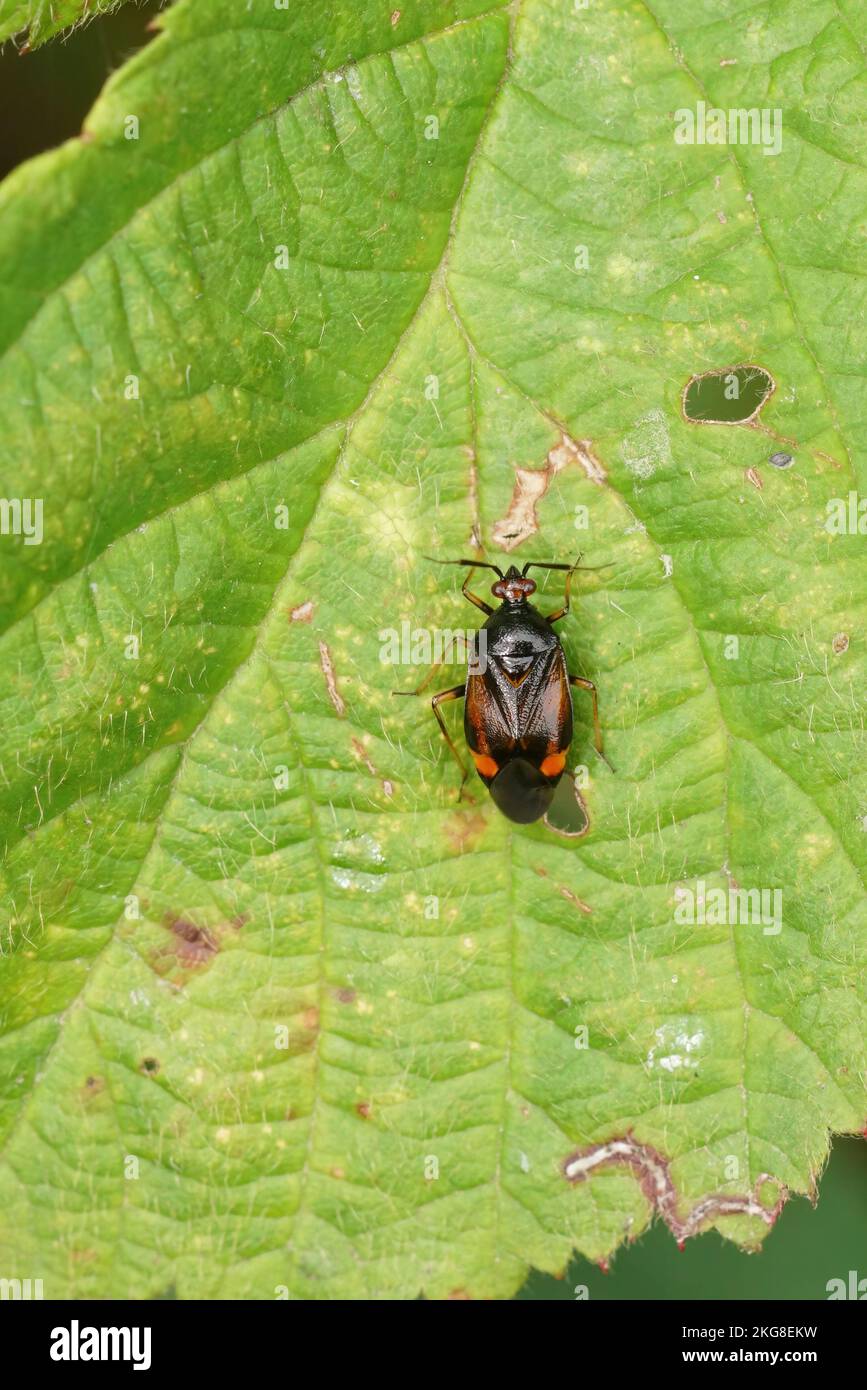 Eine Nahaufnahme eines Deraeocoris-Ruberwanzes auf einem Blatt. Stockfoto