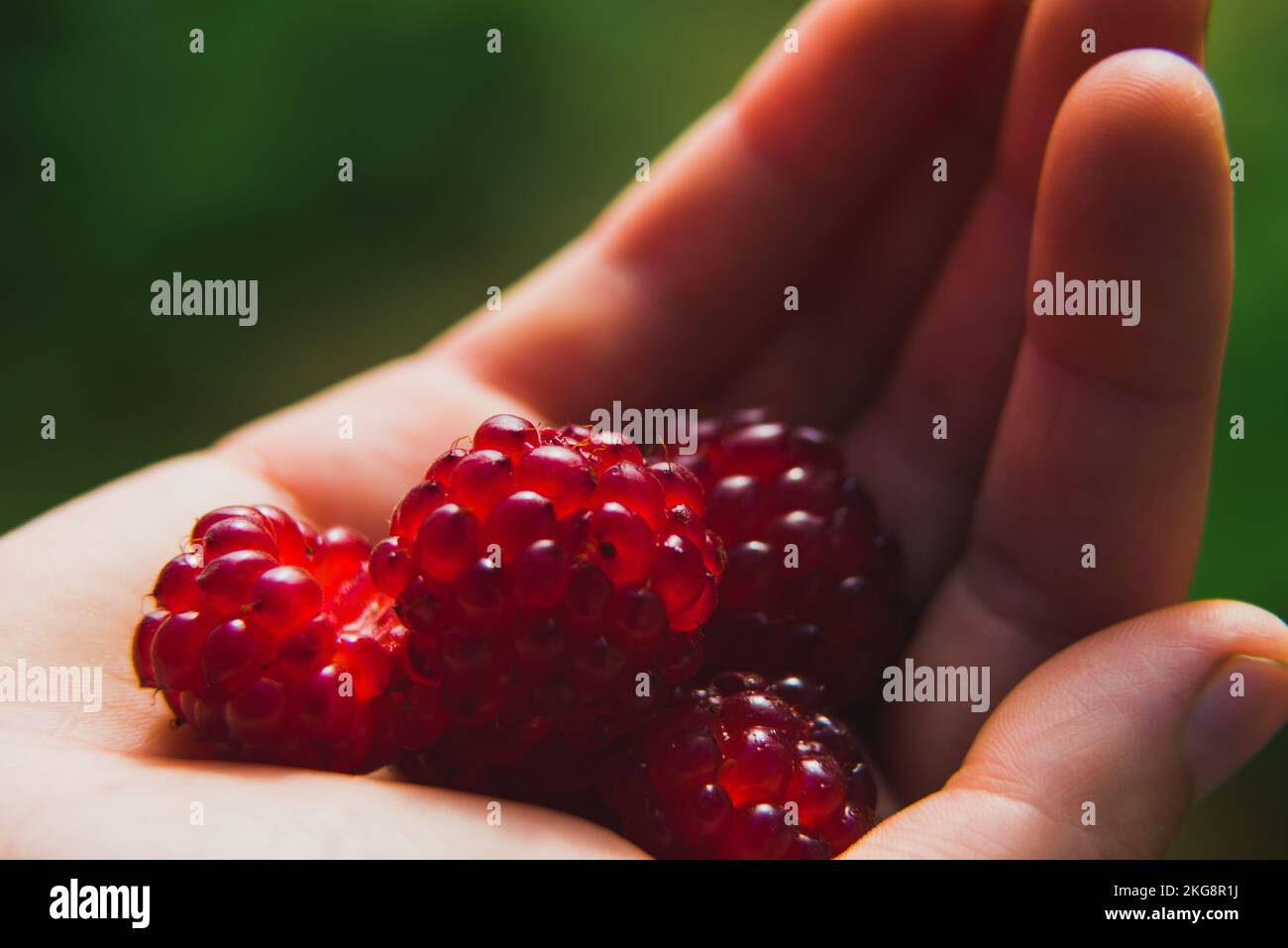 Eine Handvoll roter Brombeeren in der Hand einer Frau. Stockfoto