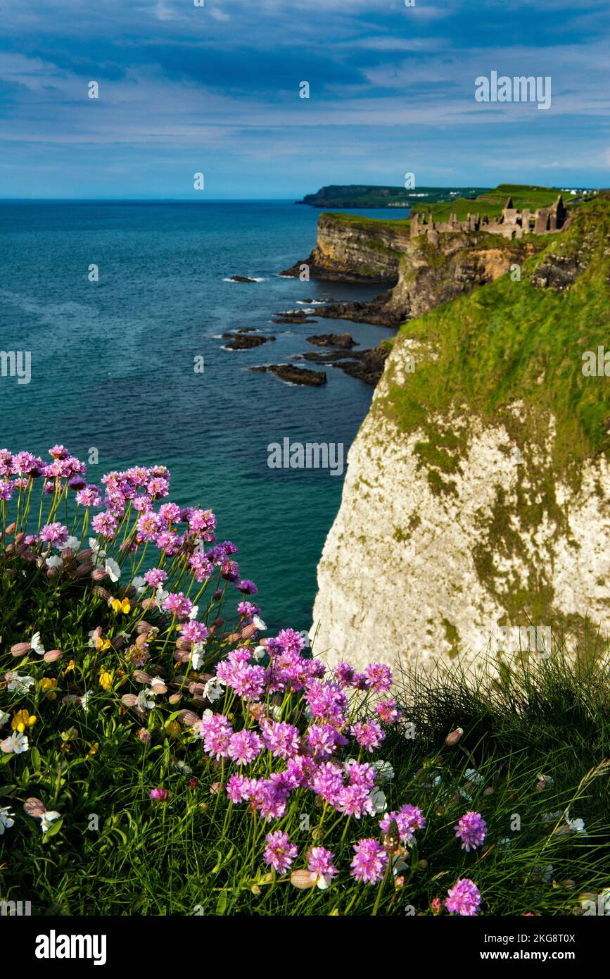 ( Sea pinks at ) Dunluce Castle, Whiterocks, Co. Antrim, Nordirland Stockfoto