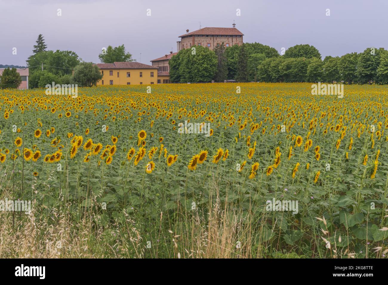 Semi Girasole Frach Semi Di Girasole Sbucciati FRACH Da 25kg Mangime Perfetto Per - Foto 5