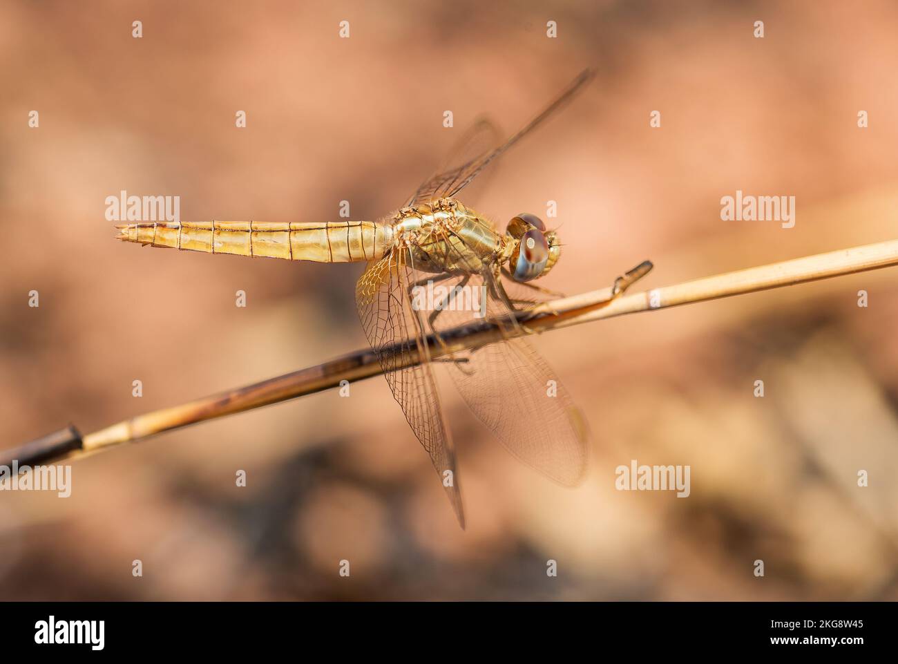 Scharlachrote Libelle - Crocothemis erythraea, wunderschöne rote Libelle aus weltweiten Sümpfen, Süßwasser und Meeresküsten, Madagaskar. Stockfoto