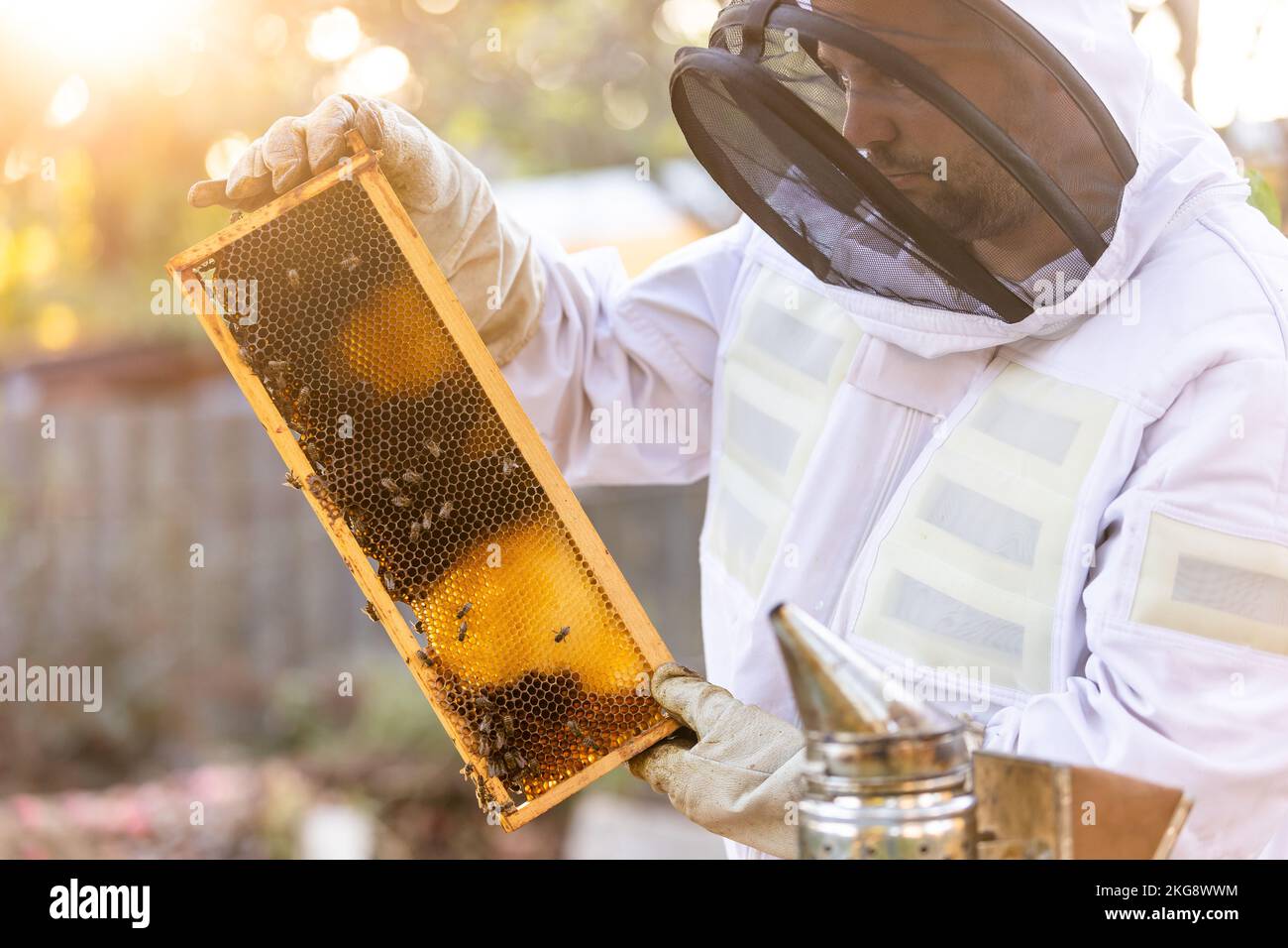Imker auf einem Imkerei arbeitet Imker mit Bienen und Bienenstöcken am Imkerei-, Imkerei- oder Imkerei-Konzept Stockfoto
