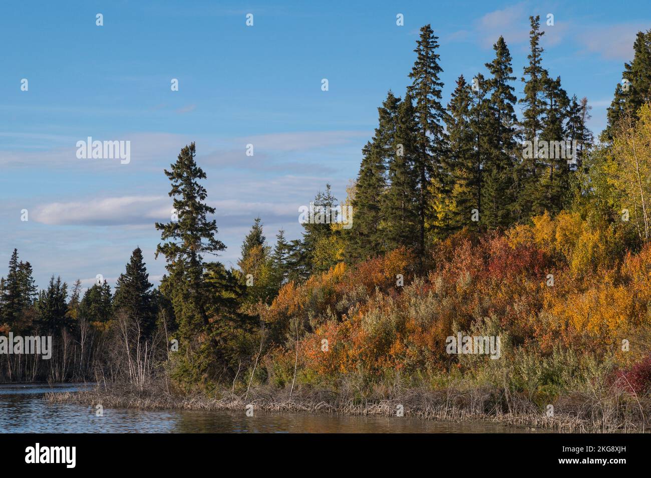 Herbstlandschaft, Astotin Lake, Elk Island National Park, Alberta, Kanada Stockfoto