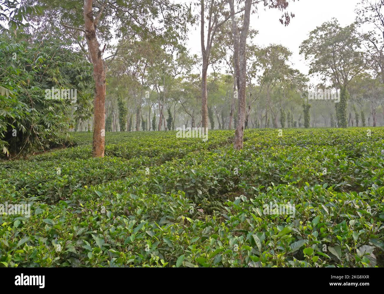 Teeplantage mit schattigen Bäumen in der Nähe von Kaziranga, Assam, Indien Januar Stockfoto