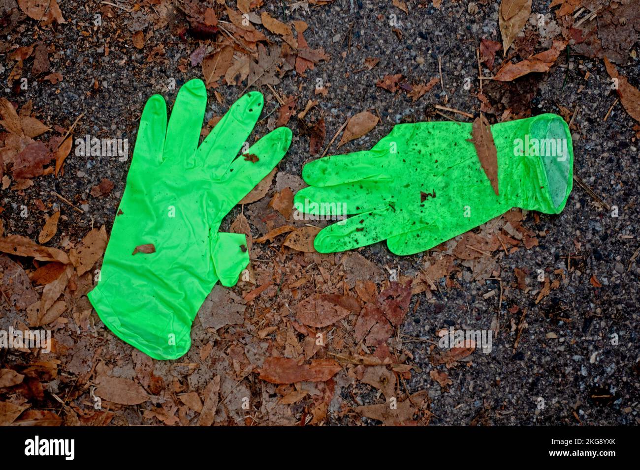 Helle, hellgrüne Gartenhandschuhe, die auf der Straße zwischen Herbstblättern gefunden werden. St. Paul Minnesota, USA Stockfoto