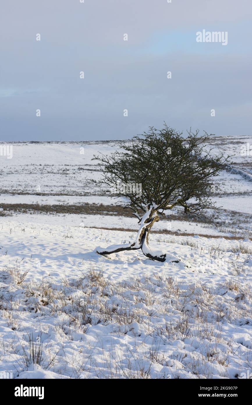 Einsamer Baum im Wintermoor in Rossendale Lancashire UK. Harter Frost und Schnee fallen mit Schnee auf dem Baum und Winterhimmel und Landschaft zum Stockfoto