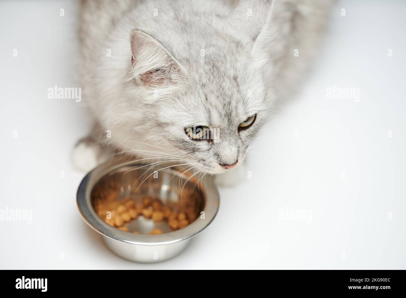 Hungrige Katze neben einer Metallplatte isoliert im Studiohintergrund Stockfoto