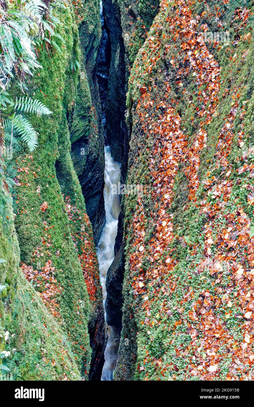 Black Rock Gorge Evanton Scotland herbstlicher Blick in die enge, 5 Meter breite Schlucht und River Glass 40 Meter tiefer Stockfoto