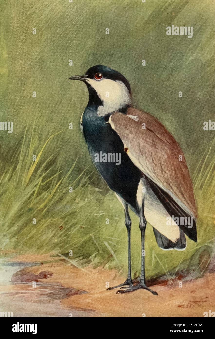 Der Span-geflügelte Kiebitz oder Span-geflügelte Pflug (Vanellus spinosus), gemalt und beschrieben von Charles Whymper aus dem Buch "Ägyptische Vögel" zum größten Teil im Niltal gesehen Erscheinungsdatum 1909 Herausgeber London, A. und C. Black Stockfoto