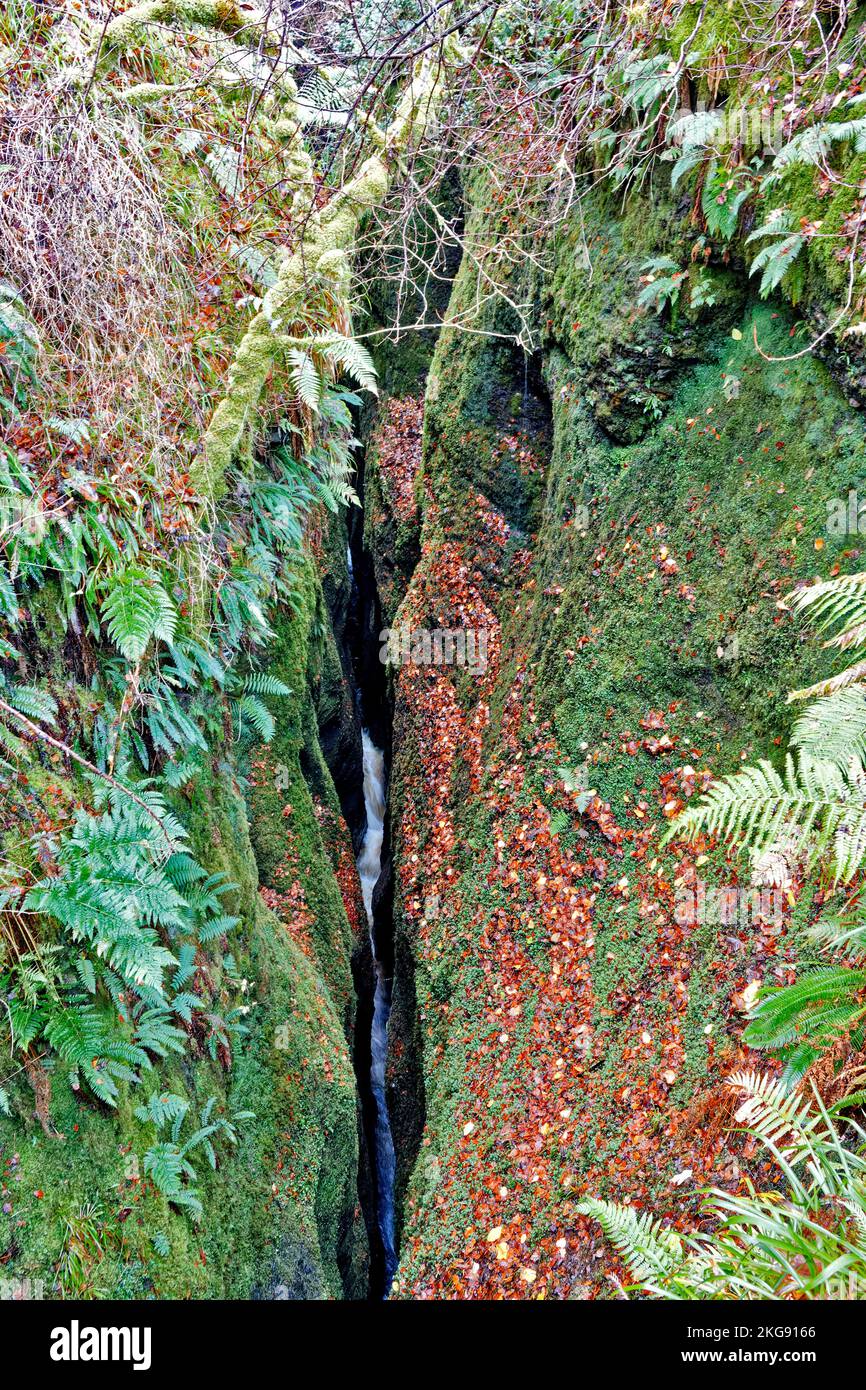Black Rock Gorge Evanton Scotland Farne umgeben die enge, 5 Meter breite Schlucht und River Glass 40 Meter darunter Stockfoto